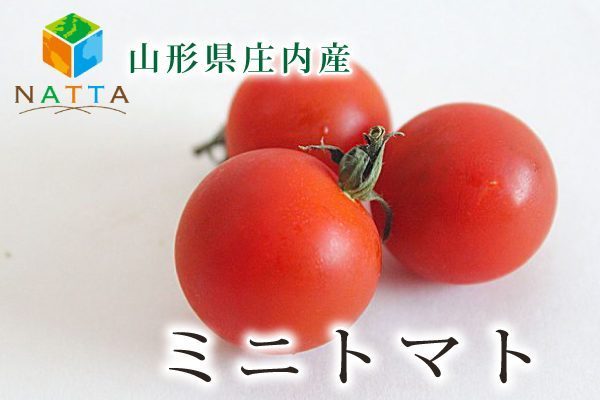 夏キャンペーン山形県庄内産ミニトマト3kg